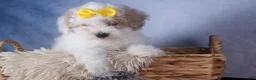 Bichpoo dogs for sale: Snowflake - Ad 6