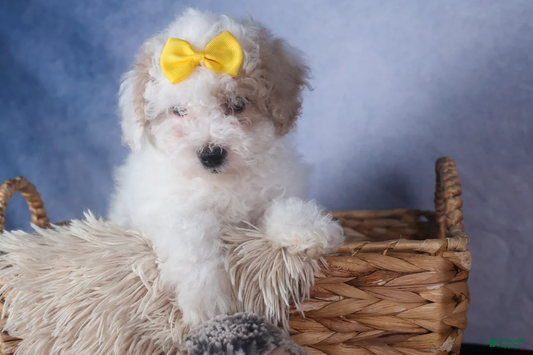 Bichpoo dogs for sale: Snowflake - Ad 6