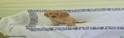 Golden Retriever dogs for sale: Sparky - Ad 8