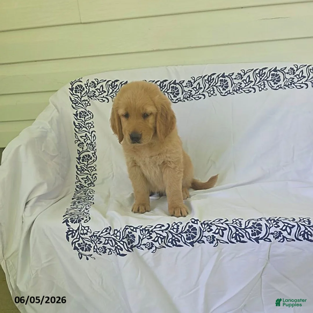 Golden Retriever dogs for sale: Sparky - Ad 8