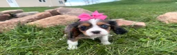 Cavalier King Charles Spaniel dogs for sale: Leah - Ad 8