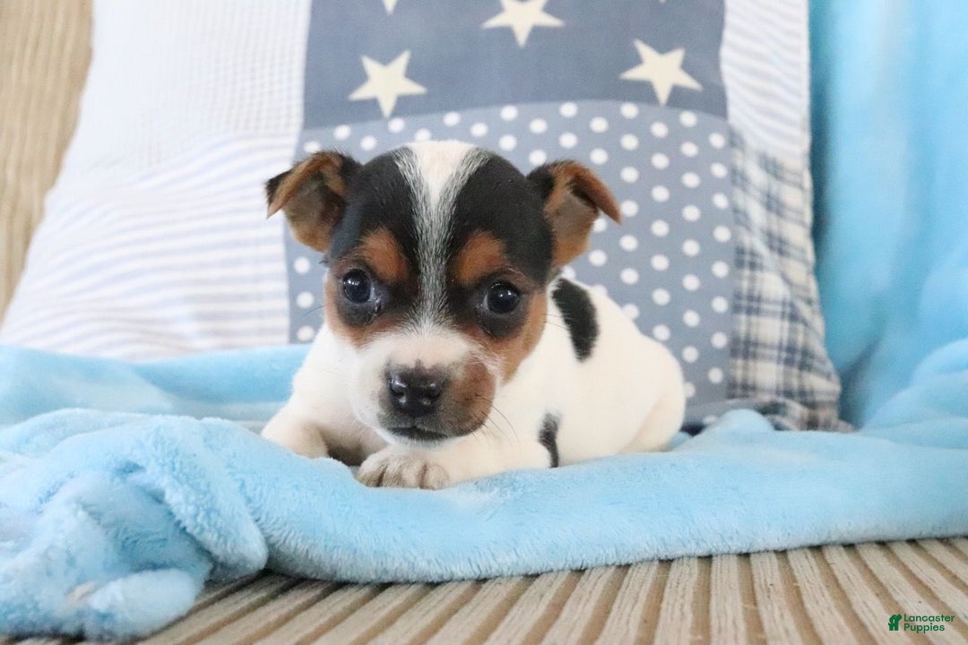 Jack Russell Terrier dogs for sale: Seth - Ad 2