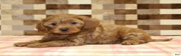Cavapoo dogs for sale: Scout - Ad 2