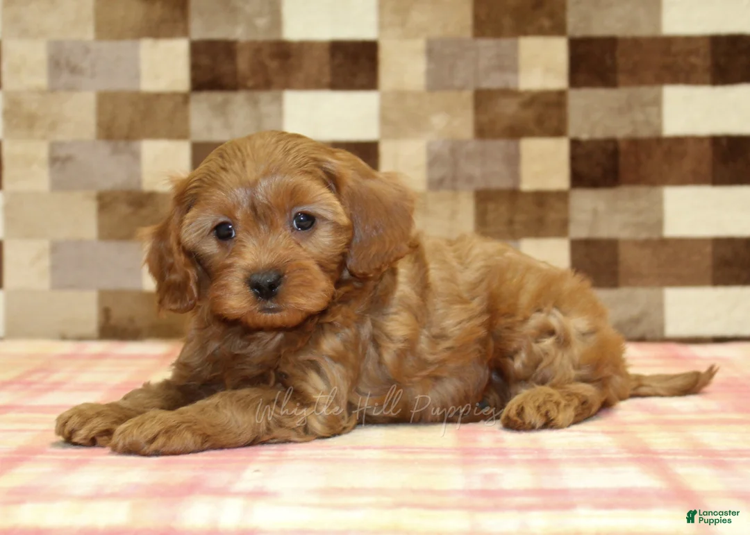 Cavapoo dogs for sale: Scout - Ad 2