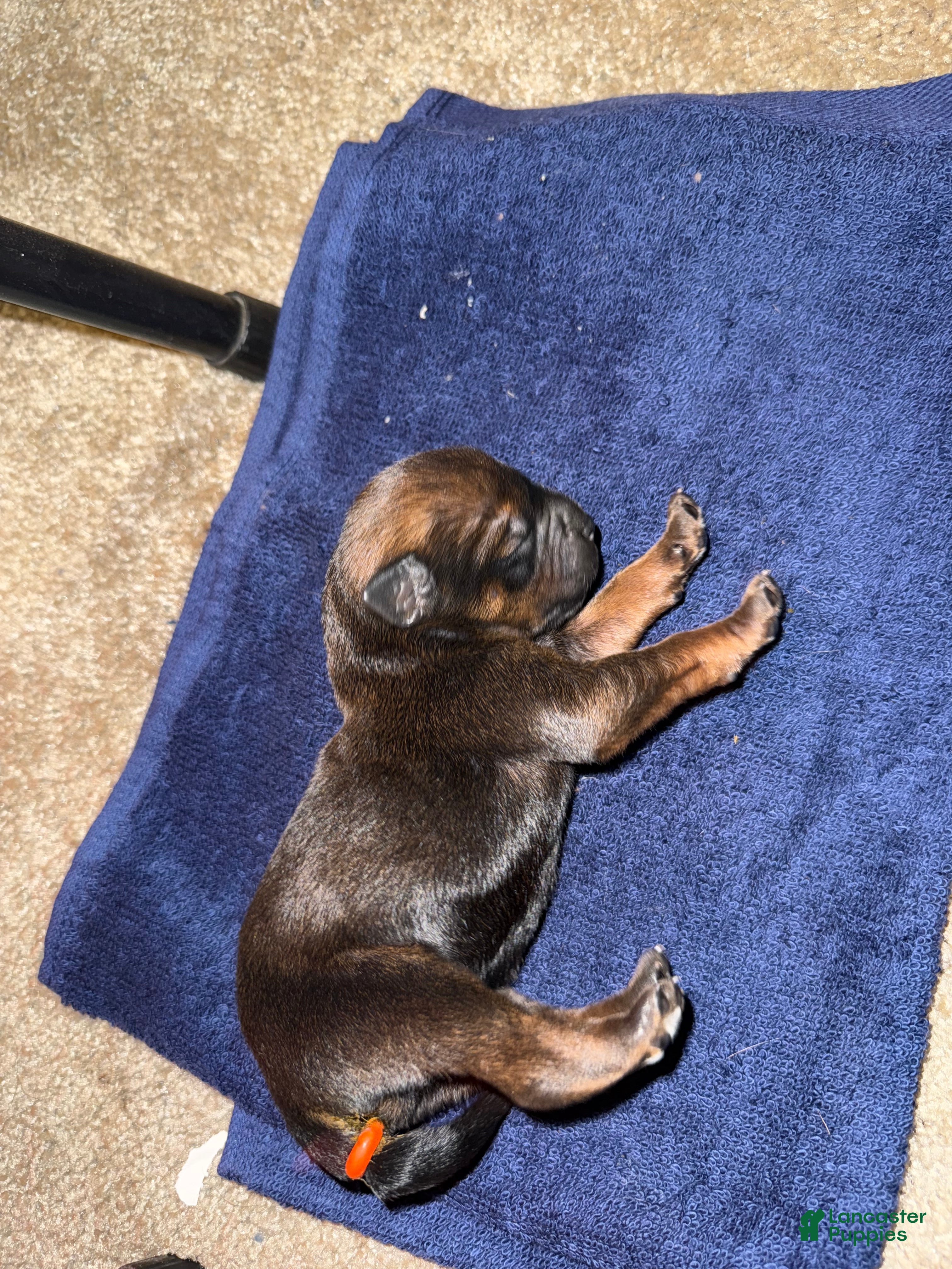 Mixed Breed dogs Mixed Breed 5 - Ad 1