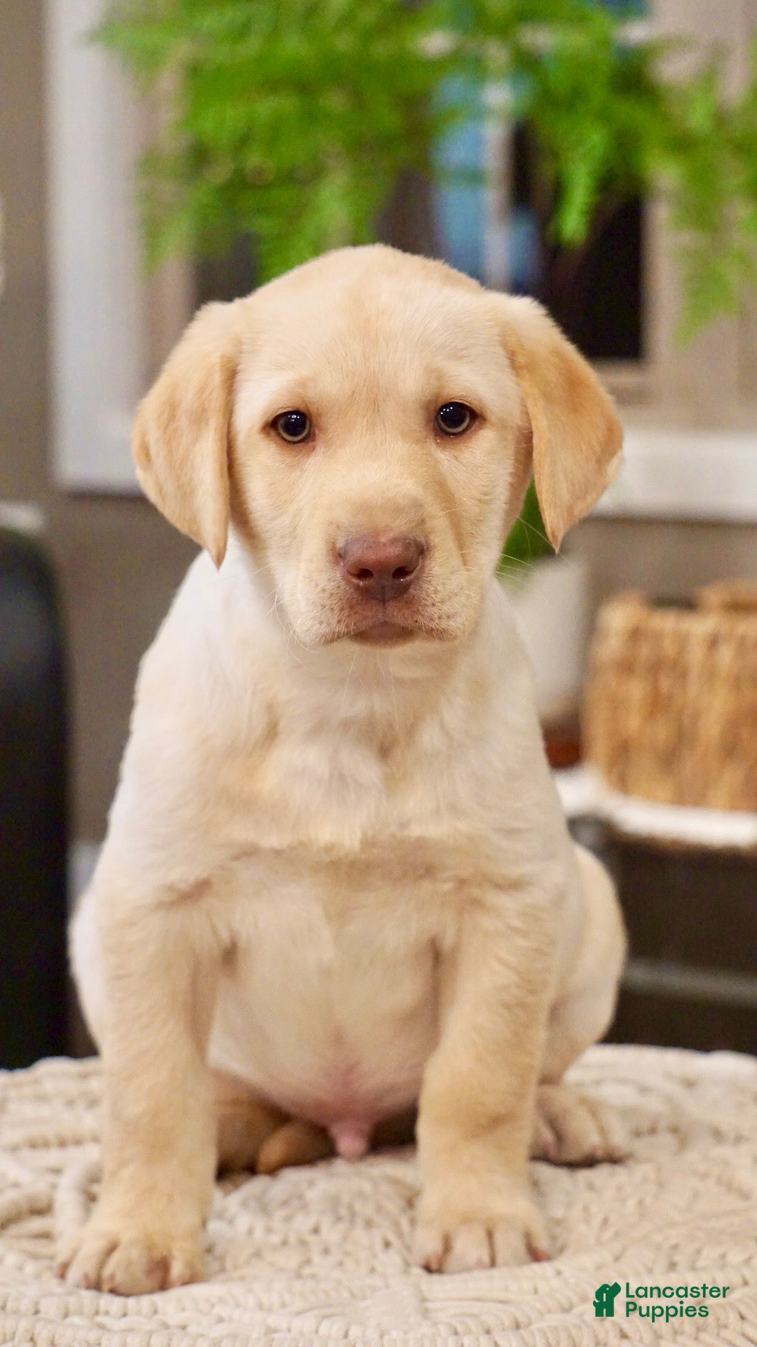 Labrador Retriever dogs Labrador Retriever Puppy 1 - Ad 6