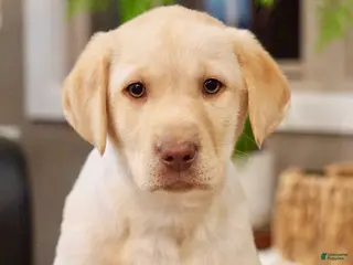 Labrador Retriever dogs Labrador Retriever Puppy 1 - Ad 6