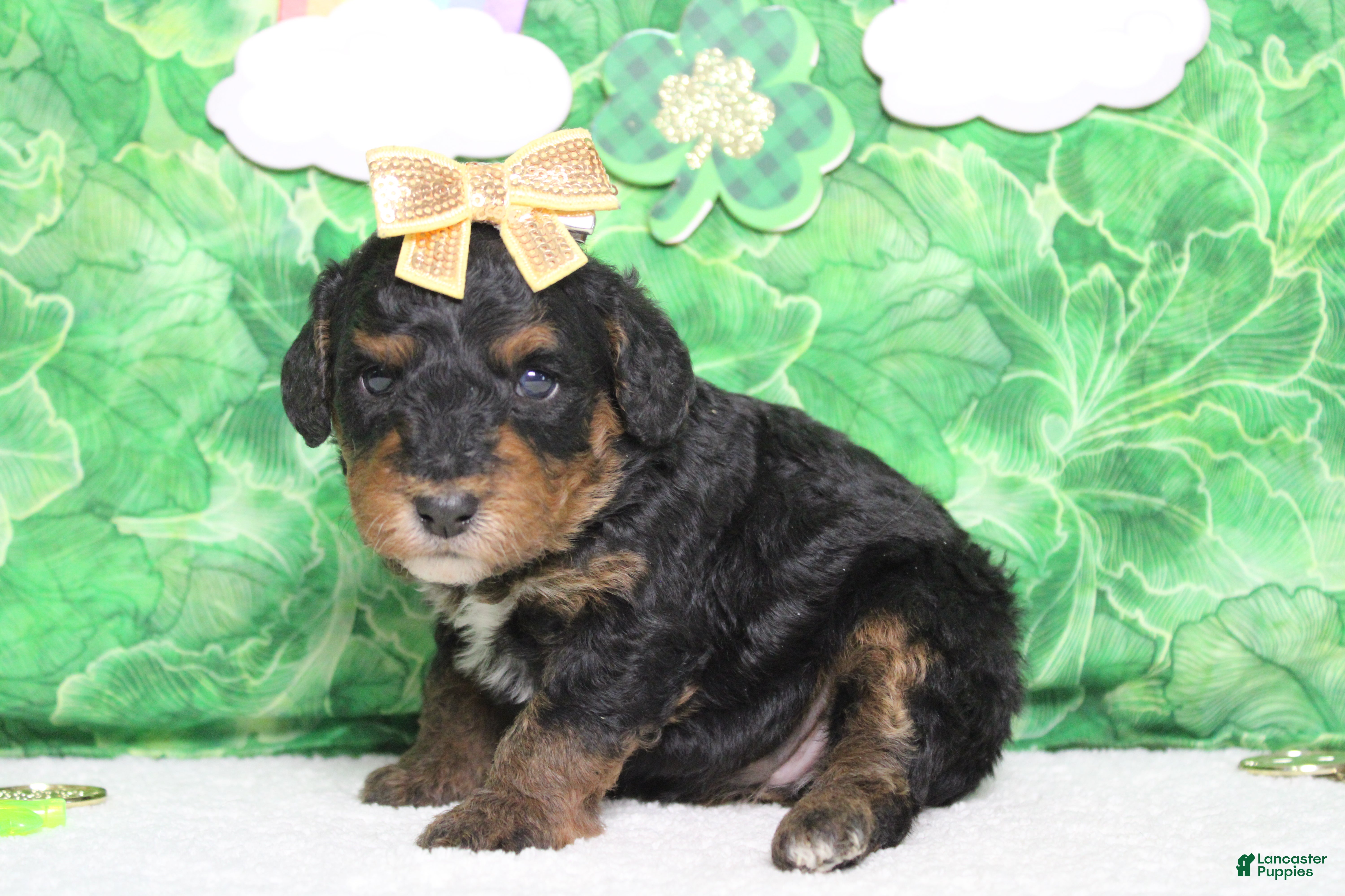 Mixed Breed dogs Sweetheart  - Ad 10