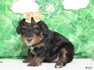 Mixed Breed dogs Sweetheart - Ad 10