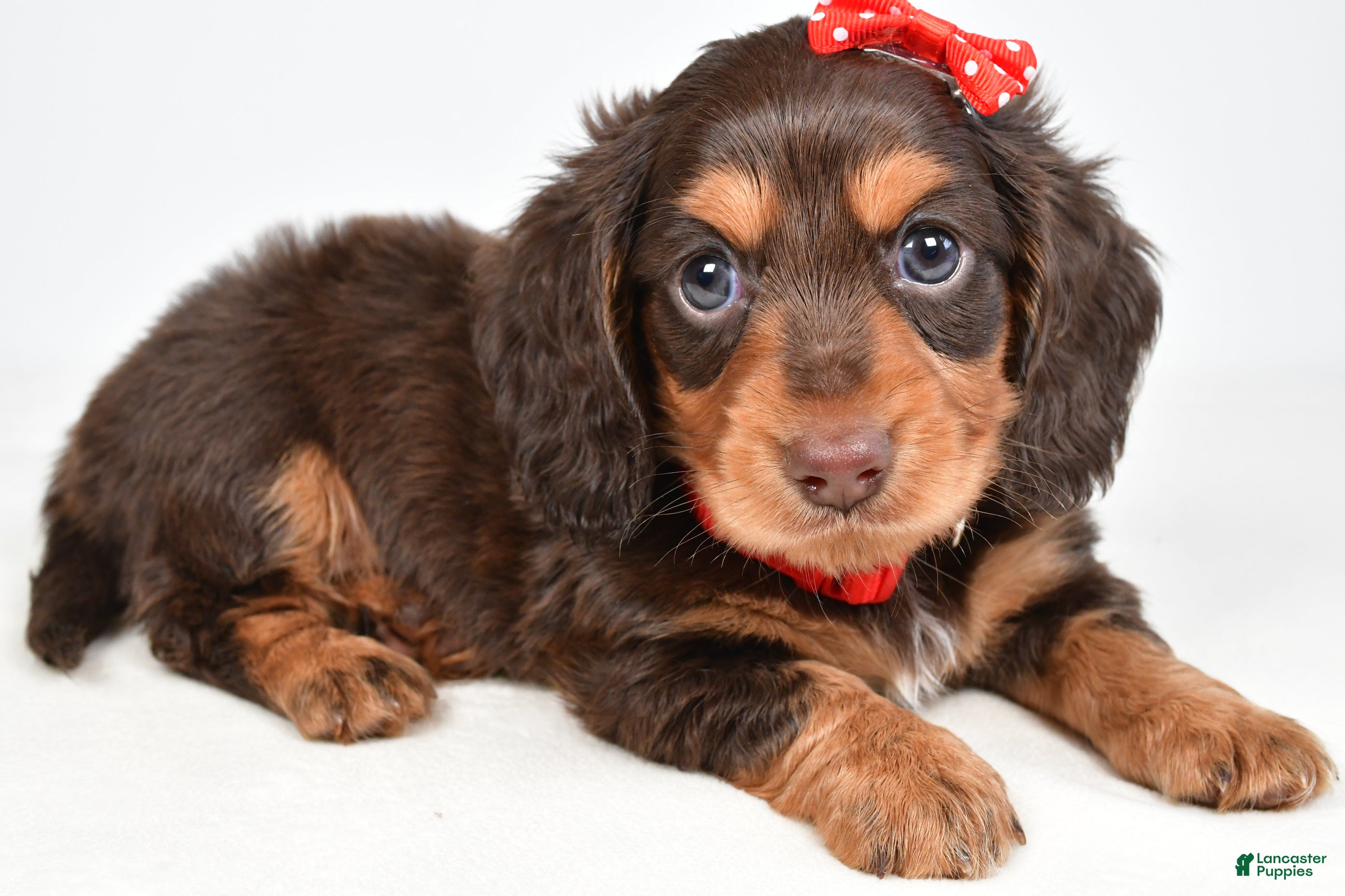 Miniature Dachshund dogs Sawyer - Ad 1