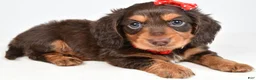 Miniature Dachshund dogs for sale: Sawyer - Ad 1