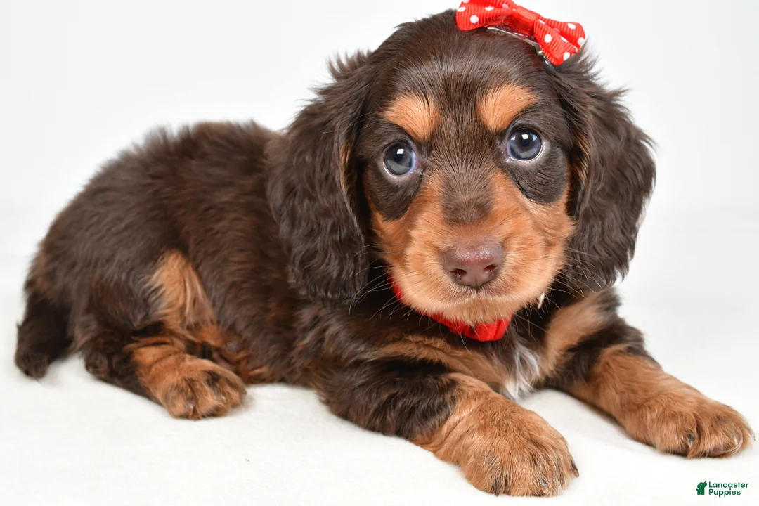 Miniature Dachshund dogs for sale: Sawyer - Ad 1