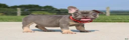 French Bulldog dogs for sale: Stitch - Ad 3
