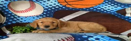 Golden Retriever dogs for sale: Codie - Ad 4