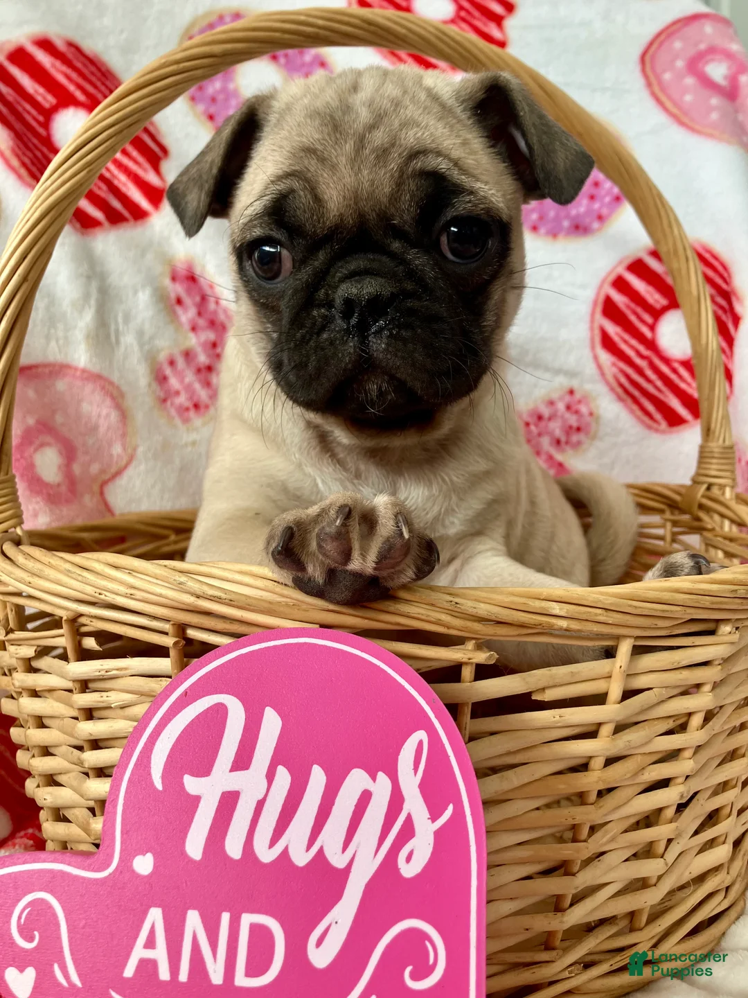 Pug dogs for sale: Rocky - Ad 1