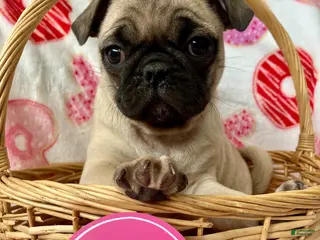 Pug dogs Rocky - Ad 28