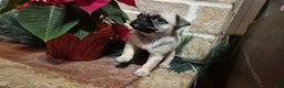 Pug dogs for sale: Pug Puppy 1 - Ad 3