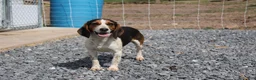 Beagle dogs for sale: Elikhana - Ad 12