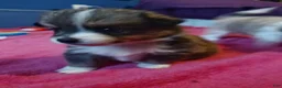 Mixed Breed dogs for sale: Chipmunk - Ad 3