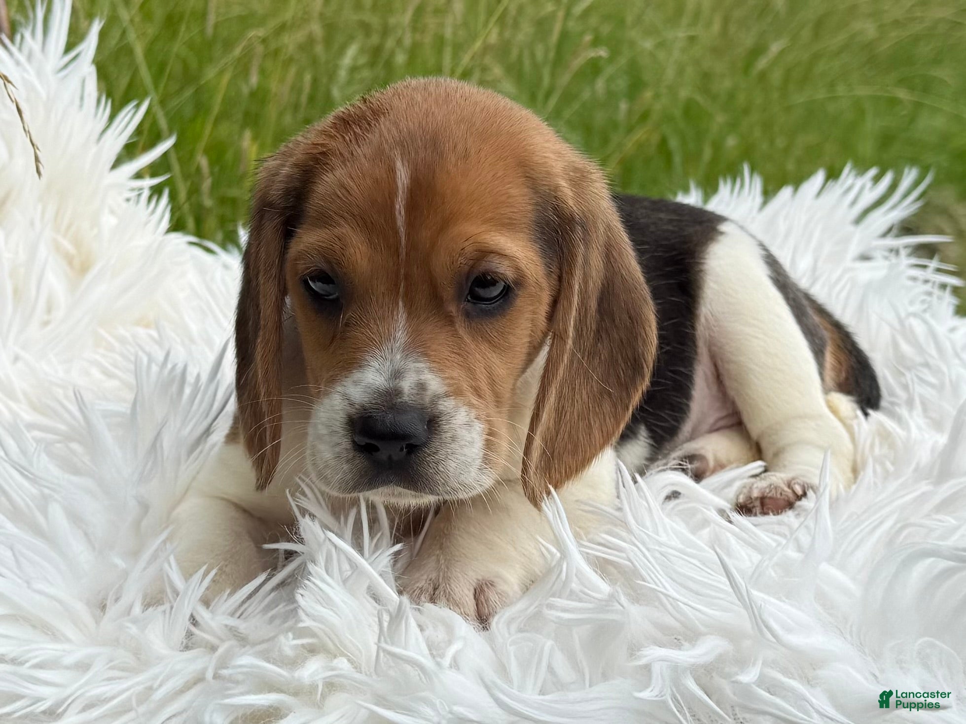 Beagle dogs Addie - Ad 2
