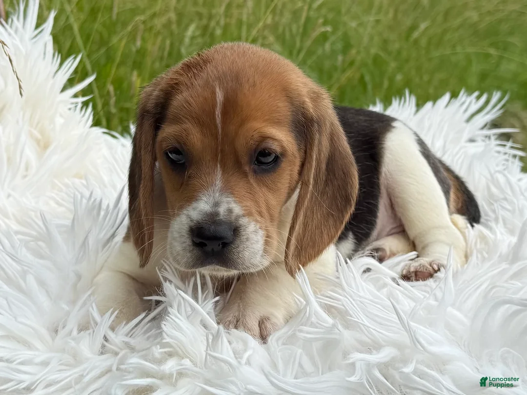 Beagle dogs for sale: Addie - Ad 2