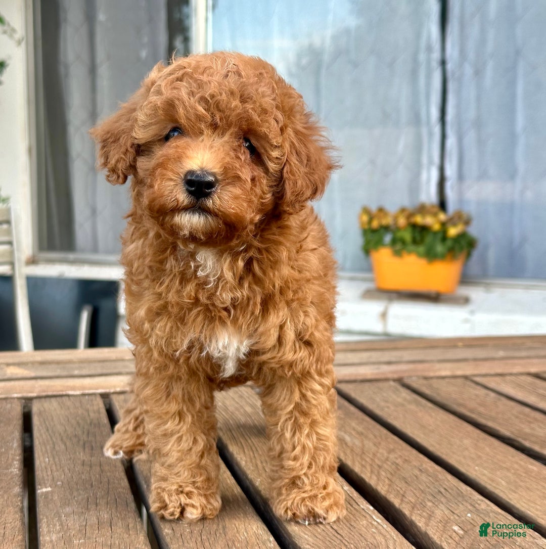 Toy Poodle dogs for sale: Toy Poodle Puppy 4 - Ad 4
