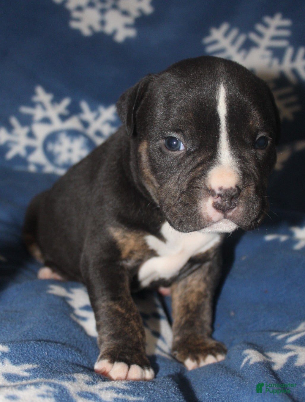 American Bully dogs Spunk - Ad 35