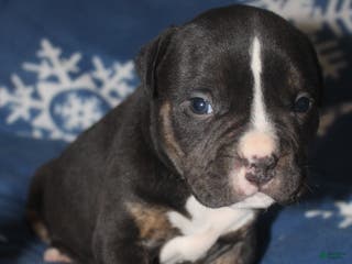 American Bully dogs Spunk - Ad 35