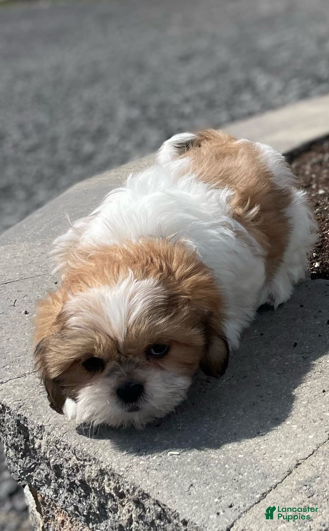 Shih Tzu dogs for sale: Snoopy - Ad 7