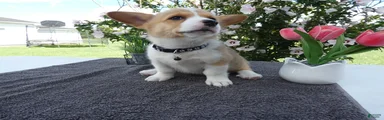 Welsh Corgi Pembroke 4 Flower