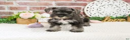 Miniature Schnauzer dogs for sale: Kanga  - Ad 5