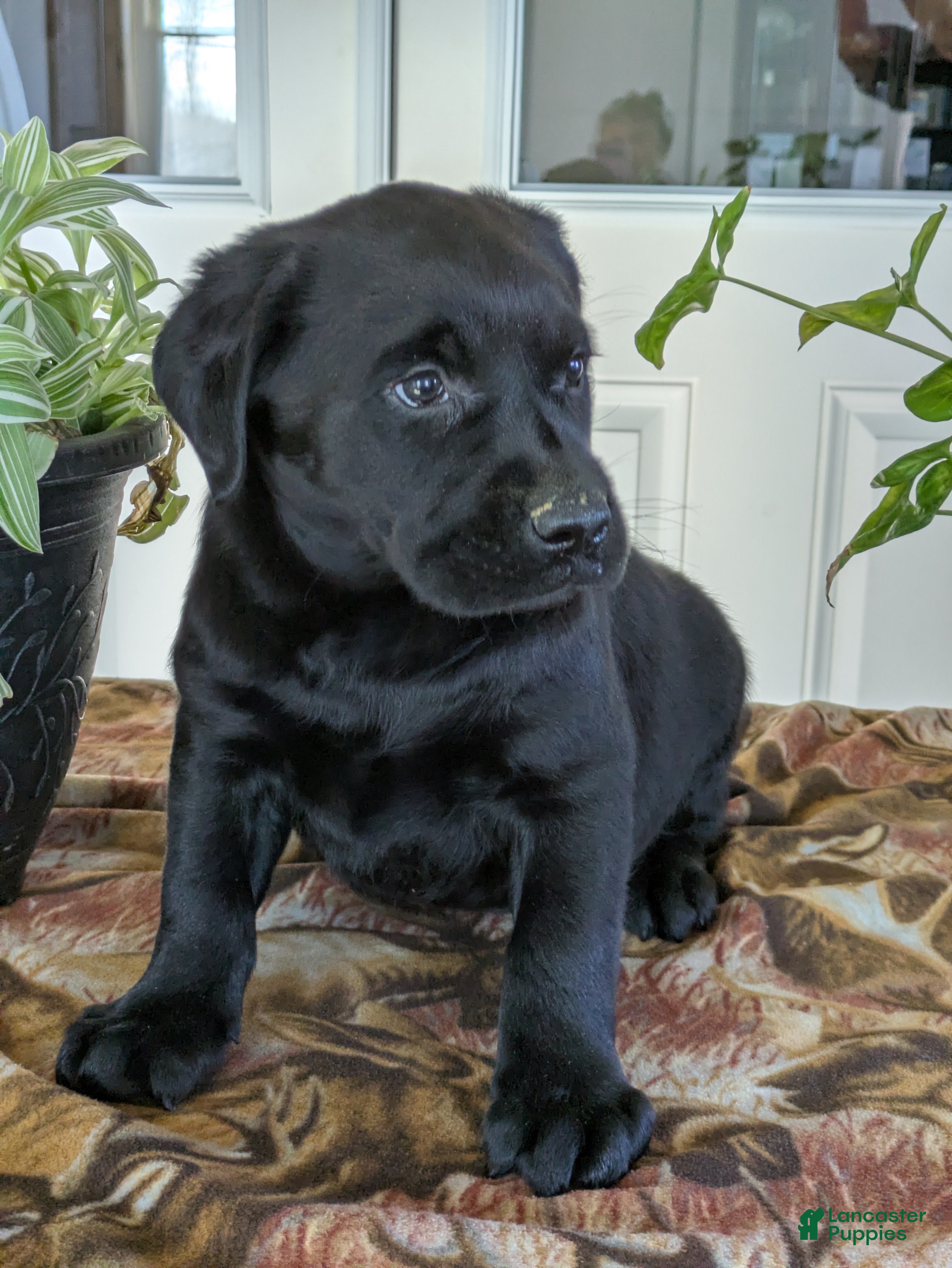 Labrador Retriever dogs Reggie - Ad 38