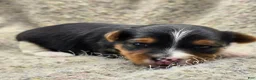 Yorkshire Terrier dogs for sale: Sunny - Ad 2