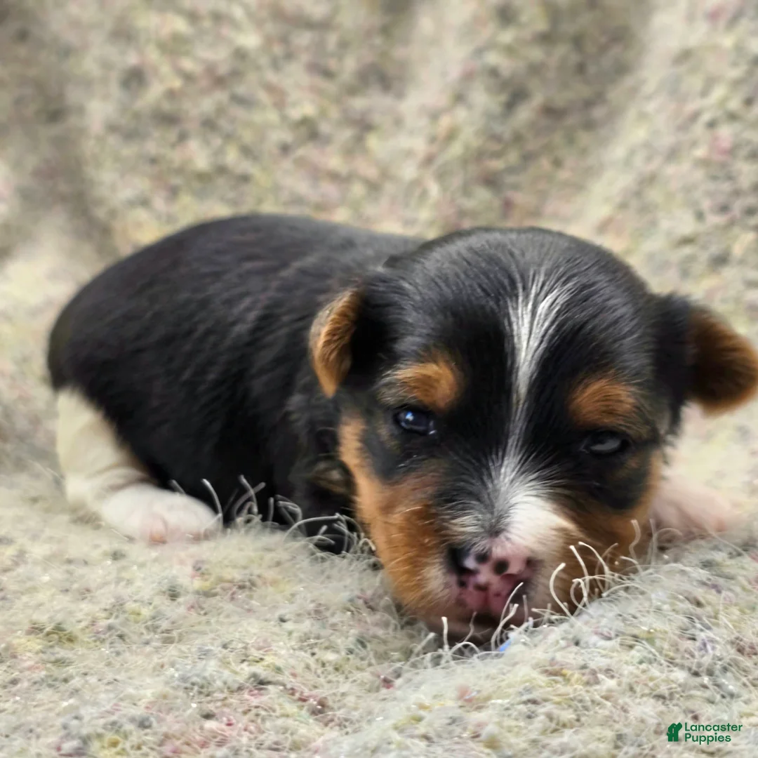 Yorkshire Terrier dogs for sale: Sunny - Ad 2