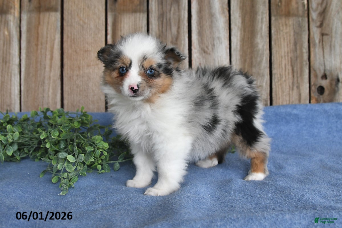 Miniature Australian Shepherd dogs Callie - Ad 1