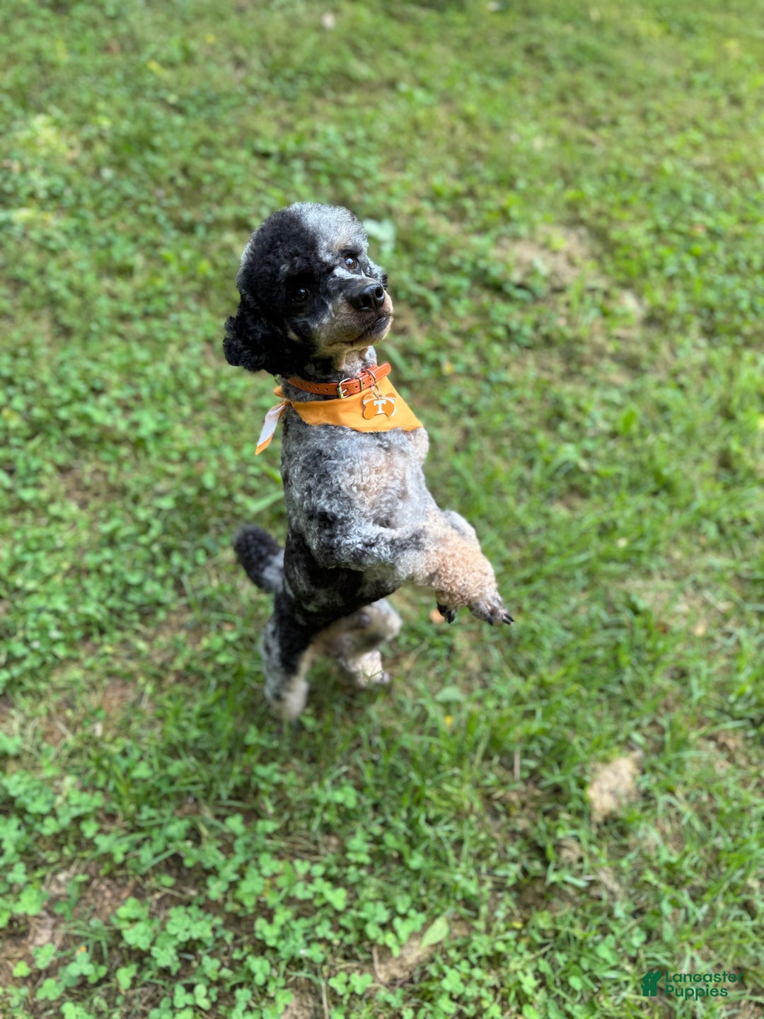 Miniature Poodle dogs for sale: Tater - Ad 7