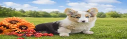 Welsh Corgi Pembroke dogs for sale: Caesar - Ad 1