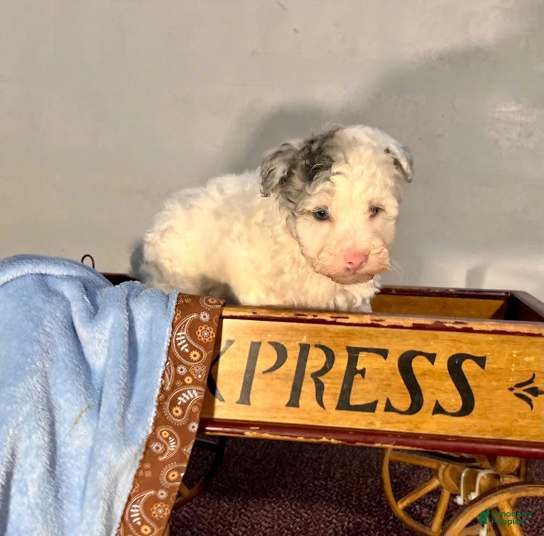 Toy Poodle dogs for sale: Sammy❤️🐾Akc Tiny Toy❤️6lb mom and dad ❤️Call 6209323946 - Ad 1