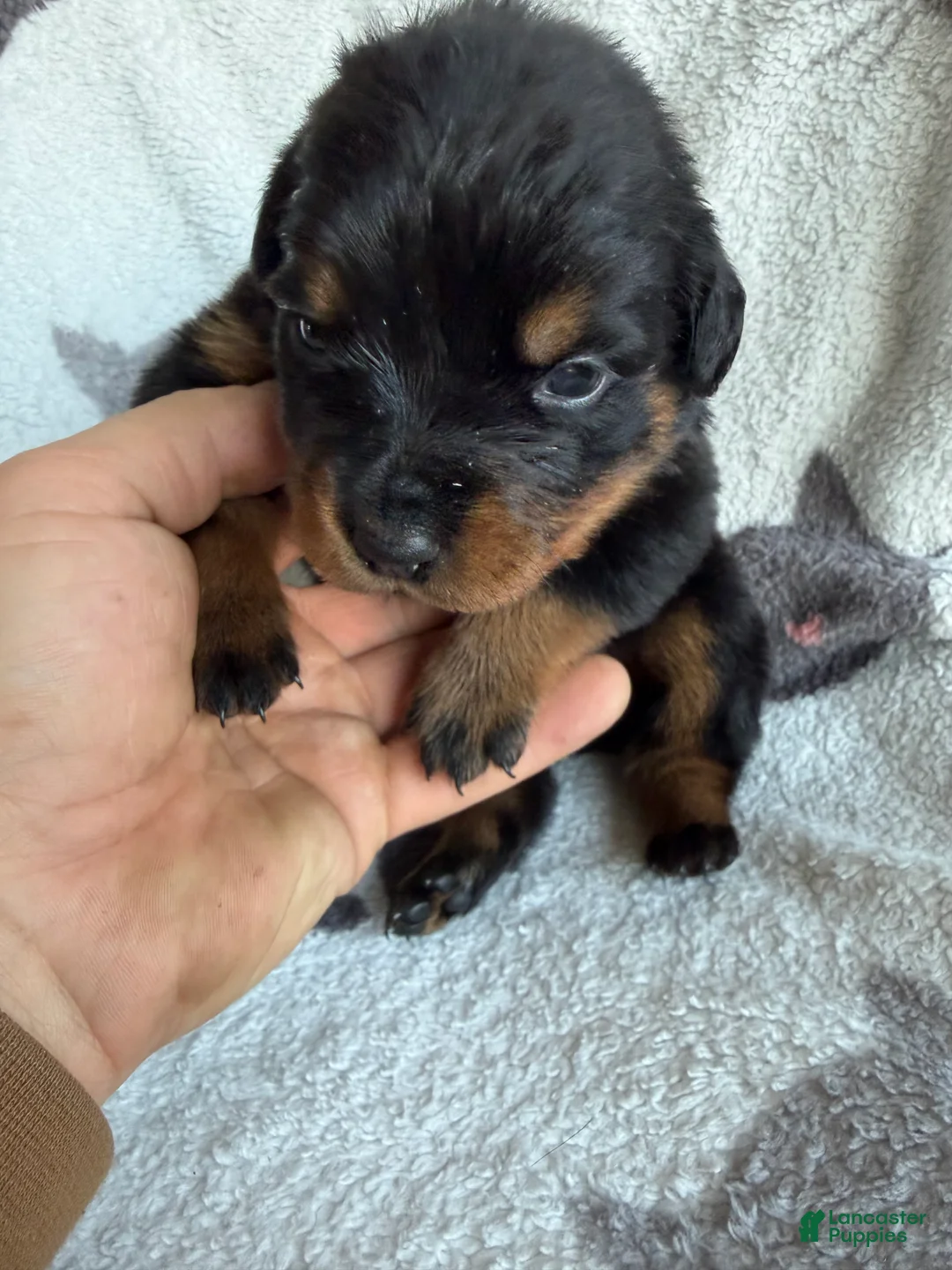 Rottweiler dogs for sale: Sky - Ad 4