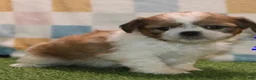 Shih Tzu dogs for sale: Cindy - Ad 1