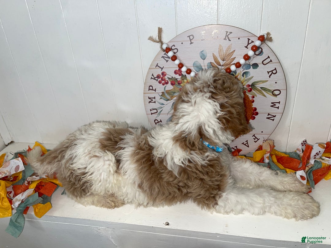 Standard Poodle dogs for sale: Standard Poodle Puppy 1 - Ad 2