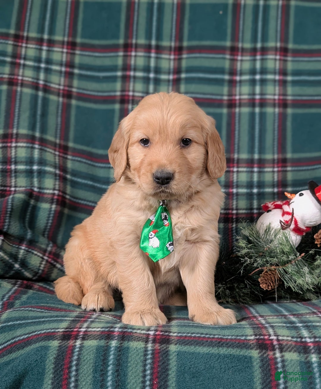 Golden Retriever dogs for sale: Bradley - Ad 3
