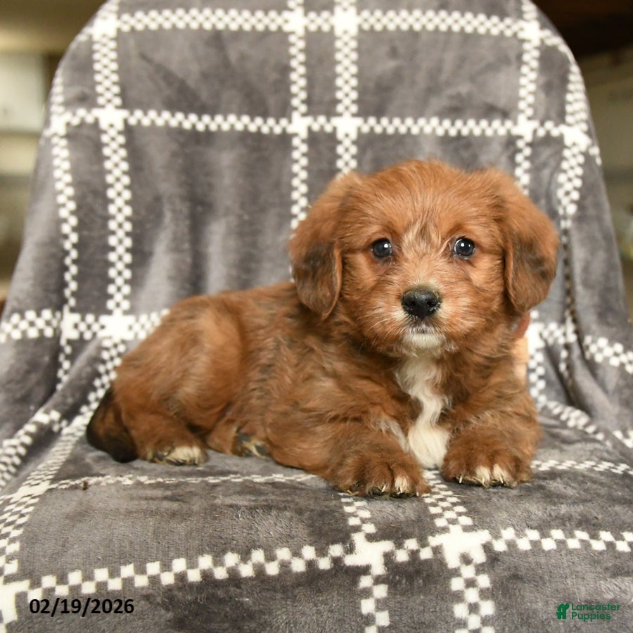 Mixed Breed dogs Duchess - Ad 2