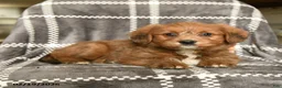 Mixed Breed dogs for sale: Duchess - Ad 2