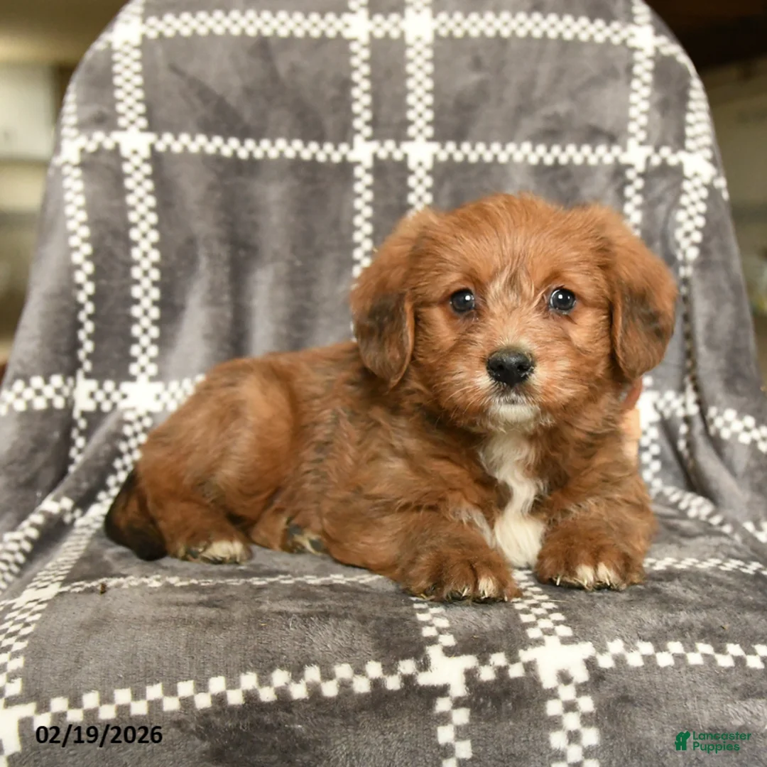 Mixed Breed dogs for sale: Duchess - Ad 2