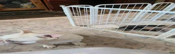 Frenchton dogs for sale: Blue - Ad 7
