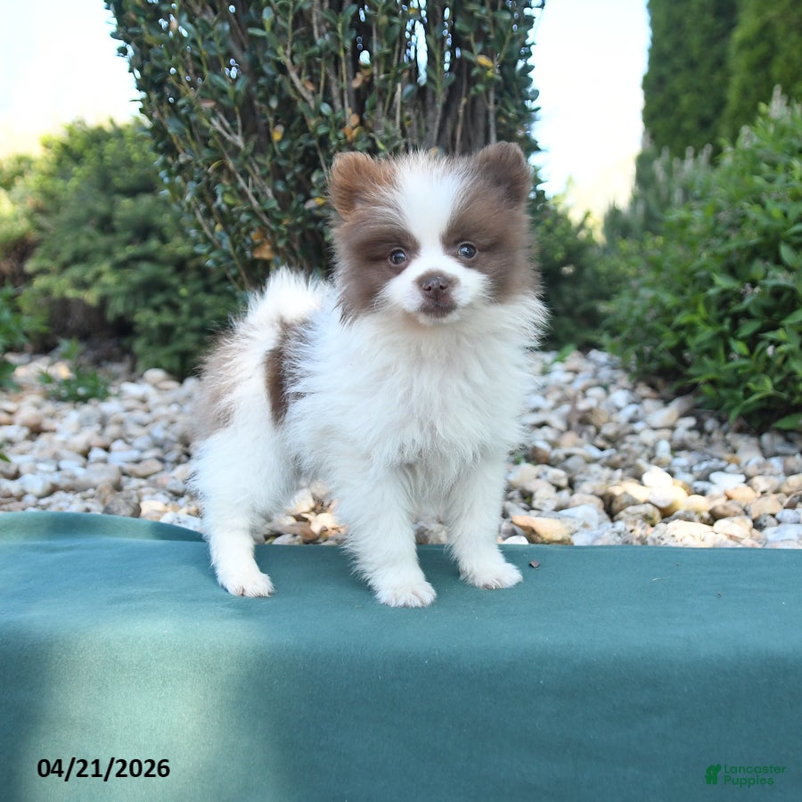 Pomeranian dogs Perry - Ad 1
