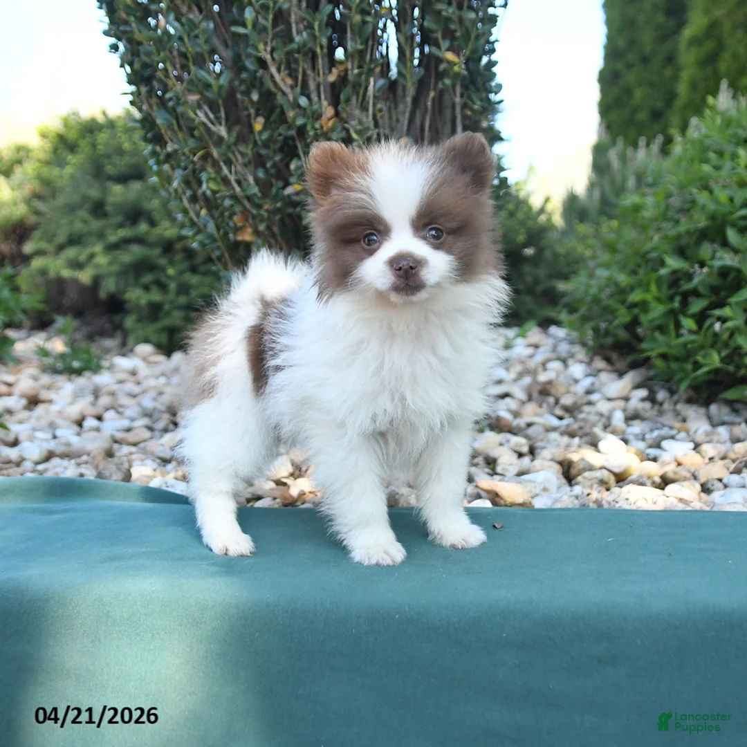Pomeranian dogs for sale: Perry - Ad 1