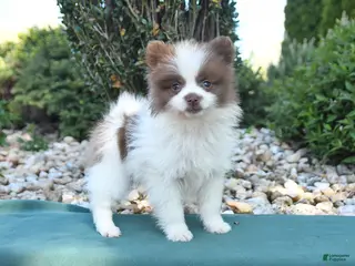 Pomeranian dogs for sale: Perry - Ad 1