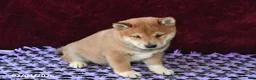 Shiba Inu dogs for sale: Landon - Ad 3
